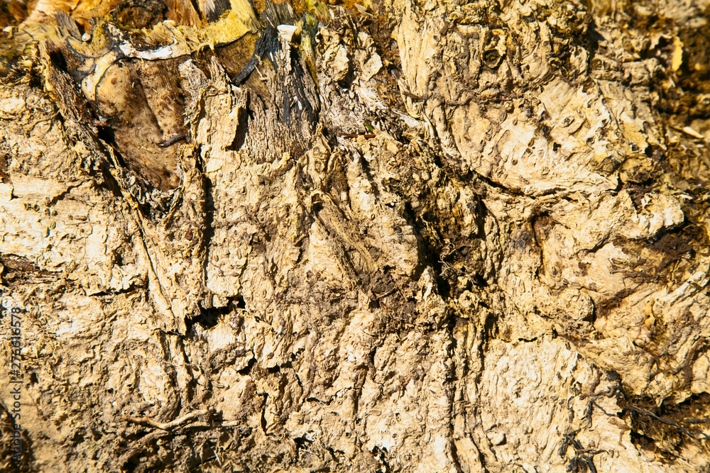 Amazing background of the bark of an old tree Amazing background of the bark of an old tree