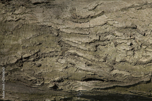 Tree bark texture background. The surface of hardwood.