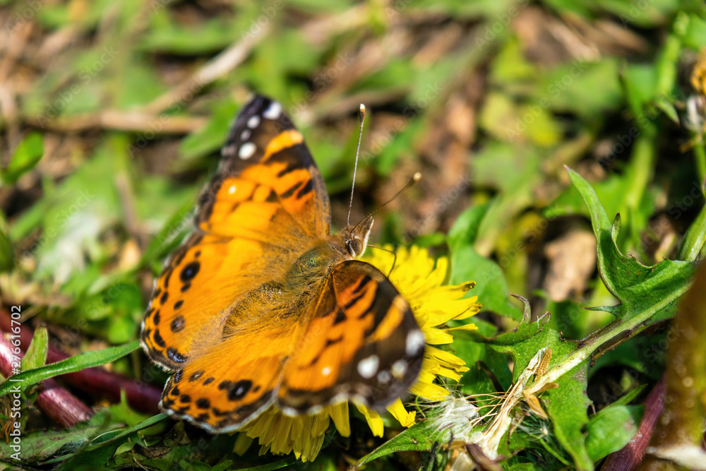 Closeup of a beautiful butterfly with orange & black wings, sitting on a yellow blooming dandelion among lush green grass, on a sunny day Closeup of a beautiful butterfly with orange & black wings, sitting on a yellow blooming dandelion among lush green grass, on a sunny day
