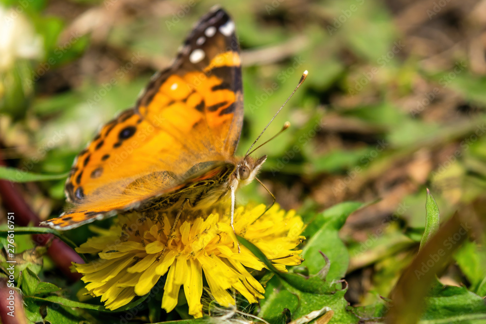 Closeup of a beautiful butterfly with orange & black wings, sitting on a yellow blooming dandelion among lush green grass, on a sunny day Closeup of a beautiful butterfly with orange & black wings, sitting on a yellow blooming dandelion among lush green grass, on a sunny day