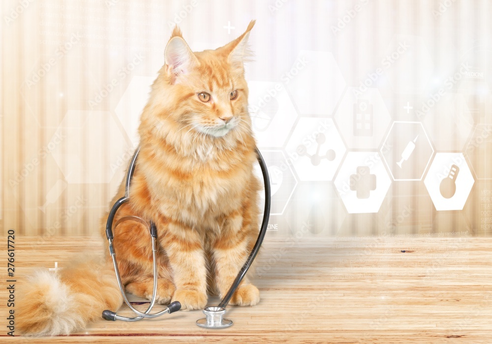 Cat with a stethoscope on his neck.looking at camera. isolated on white background