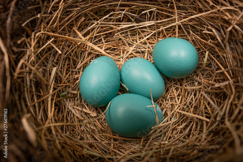 fresh blue laid eggs in a nest