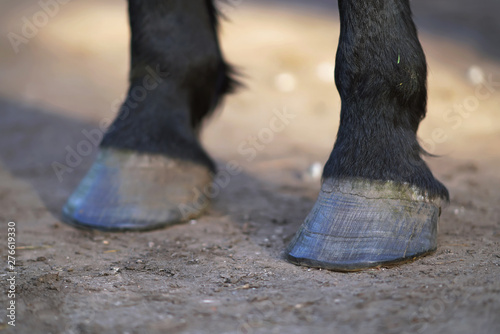 Quadro su tela Thoroughbred brown Latvian riding horse legs standing outdoors on a ground in sp