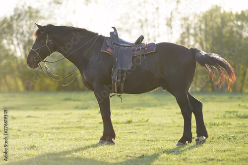 Foto Thoroughbred brown Latvian riding horse with a saddle staying on a green grass o