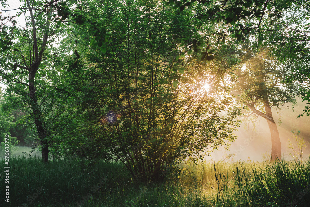 Obraz premium Scenic sunny green landscape. Scenery of morning nature in sunlight. Trees silhouettes on sunrise. Sunbeams and lens flare on foliage with copy space. Bright sun shines through trees leaves on sunset.