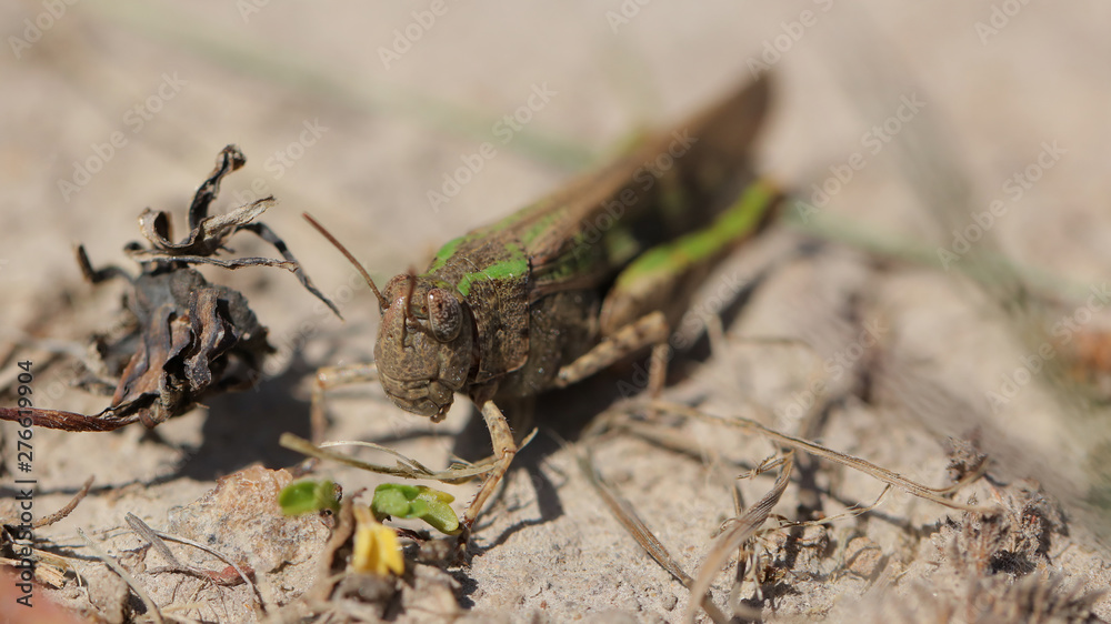 Saltamontes Saltamontes