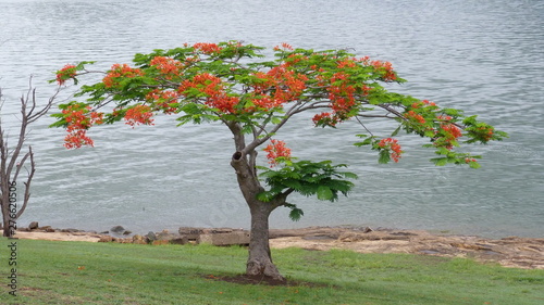 tree on the banks of the lake