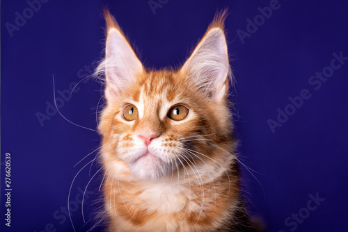 Adorable cute maine coon kitten on blue background in studio, isolated.