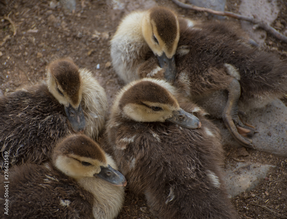 Fototapeta premium baby ducks togueter