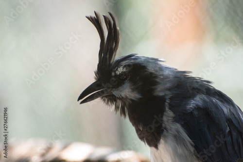 Wallpaper Mural Black throated magpie jay, domesticated bird in a zoo Torontodigital.ca