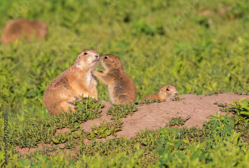 Family of black-tailed prairie dogs at Banlands national park