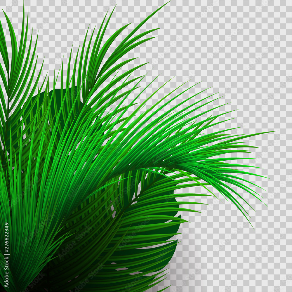 Green tropical plants isolated on transparent background.  - obrazy, fototapety, plakaty 