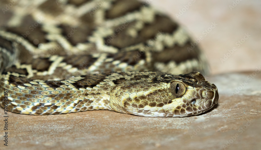 Mojave green rattlesnake (Crotalus scutulatus) Mojave green rattlesnake (Crotalus scutulatus)