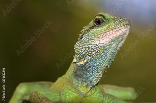 Chinese water dragon (Physignathus cocincinus) close up