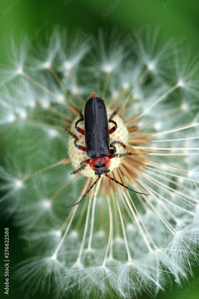 Obraz premium Soldatenkäfer