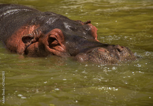 hippo on the water 