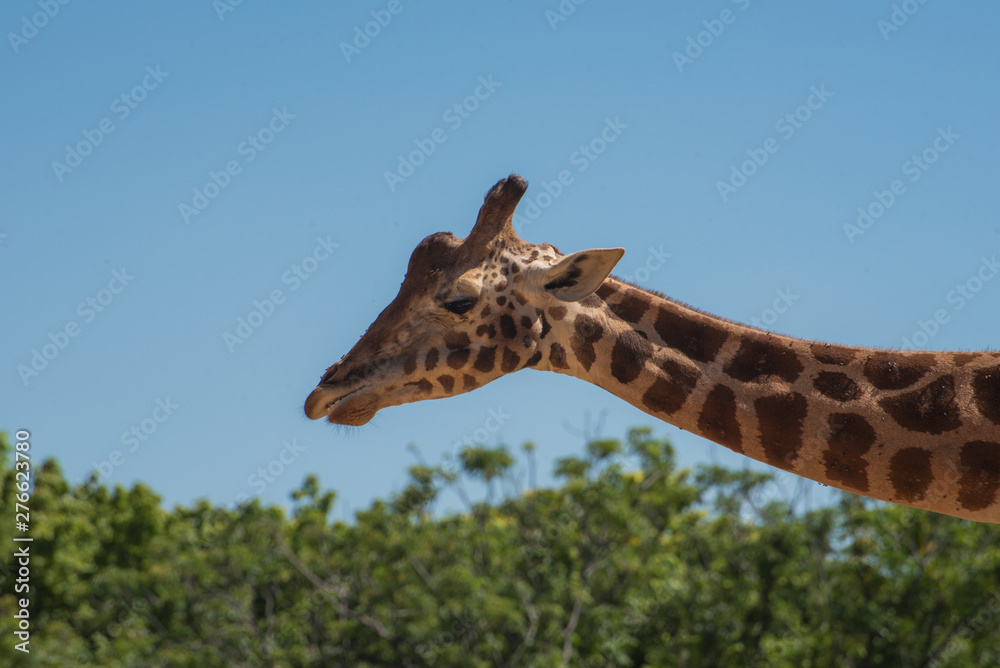 Obraz premium Wonderful close up of a giraffe standing sideways with blue sky and green plants at the back