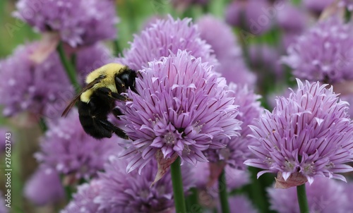 Closeup of Bumblebee pollinating mauve chive plant © Diane