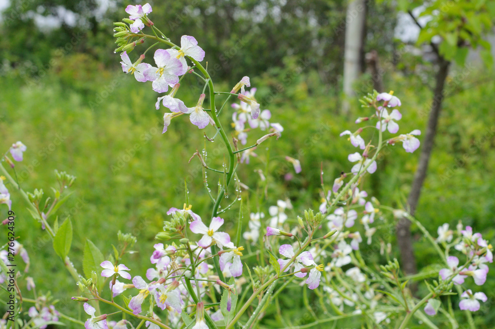 Сardamine pratensis. Beautiful wildflowers with raindrops. Сardamine pratensis. Beautiful wildflowers with raindrops.