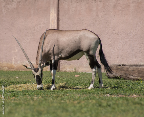 Fototapeta Naklejka Na Ścianę i Meble -  Scimitar oryx antelope eating grass