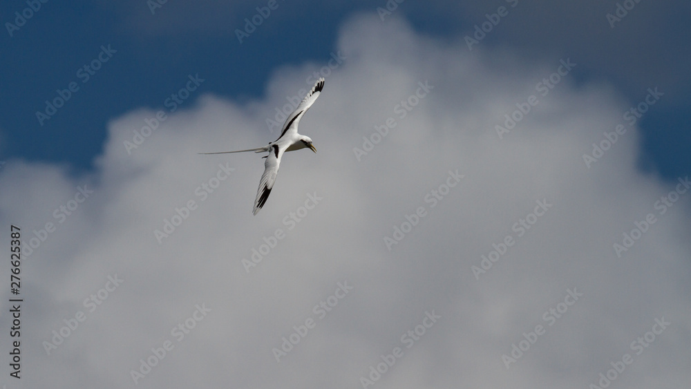 White-tailed tropicbird Phaethon lepturus bird in flight White-tailed tropicbird Phaethon lepturus bird in flight