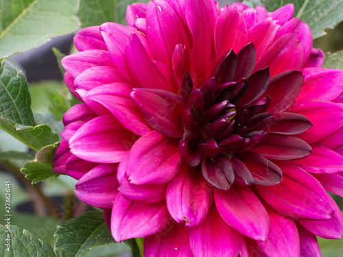 Dahlia in a garden in Vienna.