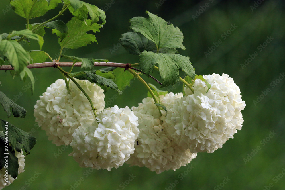 Gewöhnlicher Schneeball