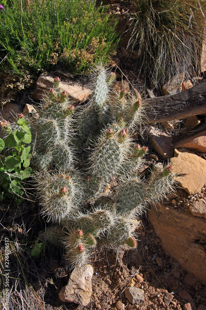 Small budding cactus on the Grandview Trail in Grand Canyon National Park, Arizona. Small budding cactus on the Grandview Trail in Grand Canyon National Park, Arizona.