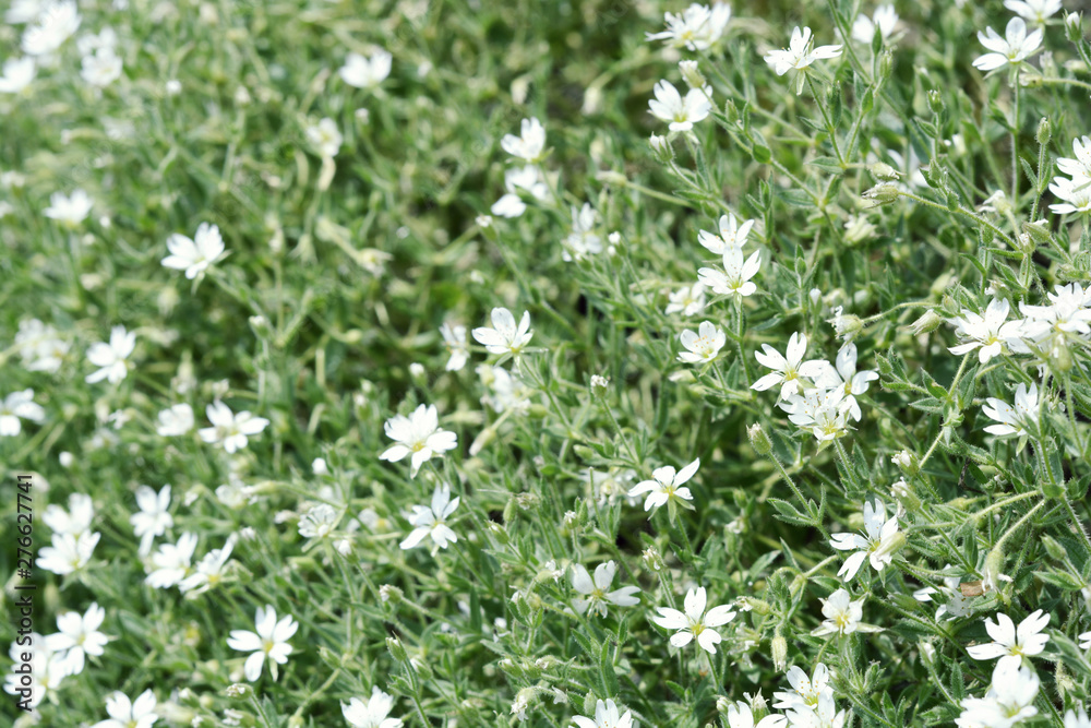 Background with small white flowers. Photo image. Background with small white flowers. Photo image.