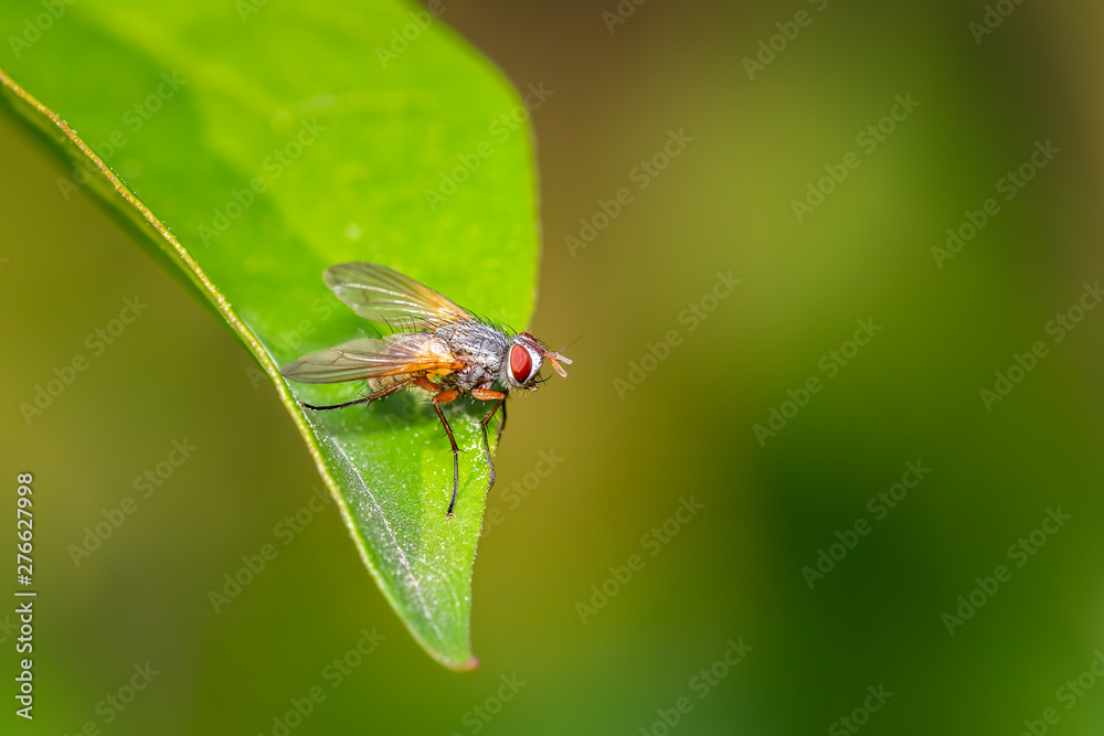 Small tachinidae fly resting on a green leaf Small tachinidae fly resting on a green leaf
