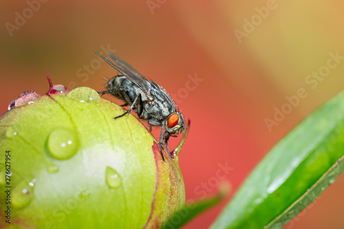 Fly gathering pollen on a peony button © Luc Pouliot