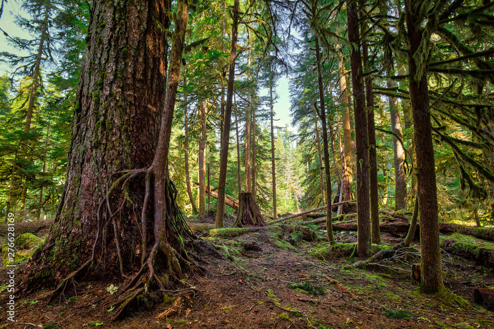 Tree on a Tree, Olympic National Forest