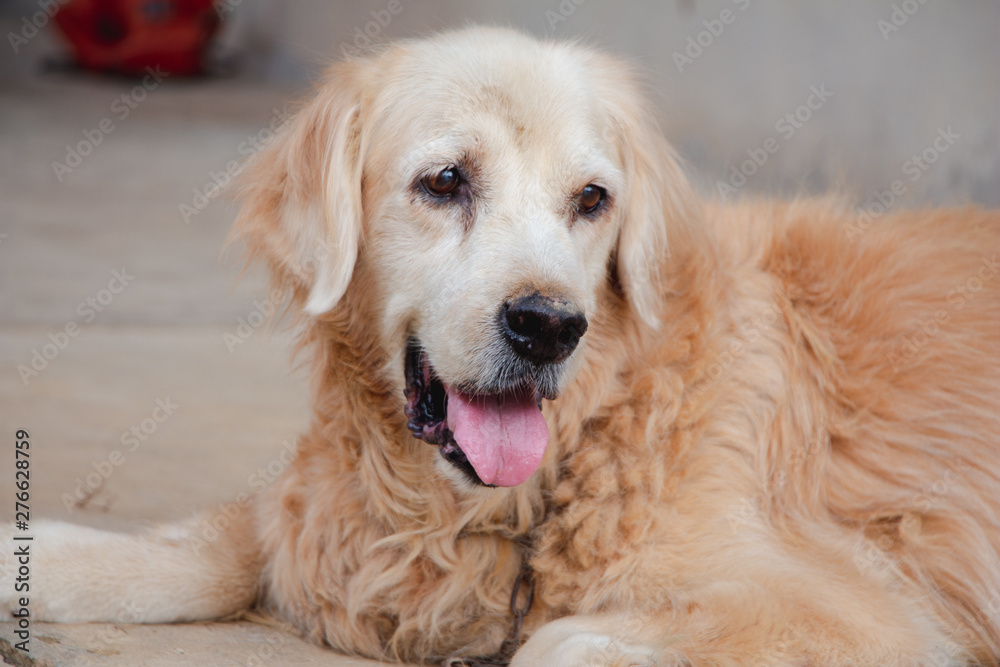 golden retriever old dog on floor.