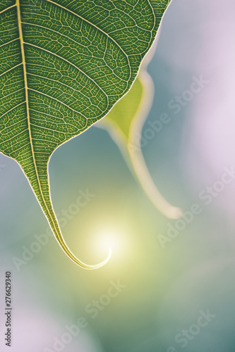 Green Bo leaf with Sunlight  in the morning, Bo tree  representing Buddhism in thailand. photo