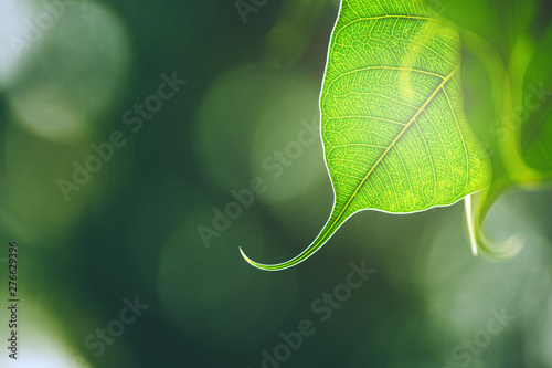 Foto Green Bo leaf with Sunlight  in the morning, Bo tree  representing Buddhism in thailand