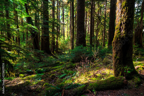 Olympic National Forest, Olympic National Park © Stephen