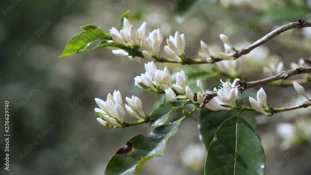 CU Costa Rica Coffee flowers CU Costa Rica Coffee flowers