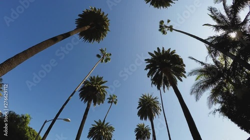 Driving Looking Up At Tall Palm Trees With Sun- Beverly Hills California