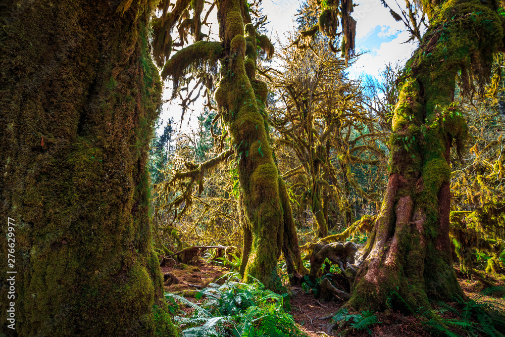 Obraz premium Ancient Forest, Hoh Rain Forest in Olympic National Park