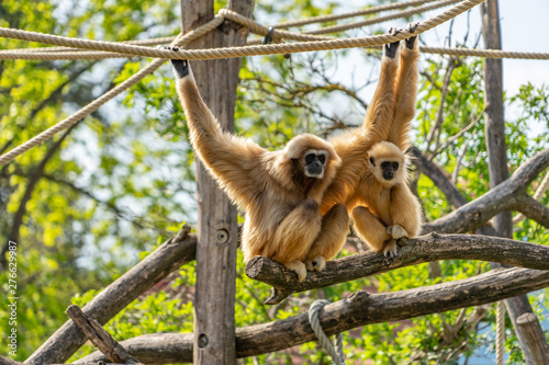 Fotografie Zwei Gibbons auf Ast sitzend