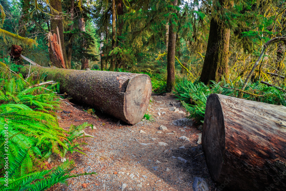 Hoh Rain Forest in Olympic National Park Hoh Rain Forest in Olympic National Park