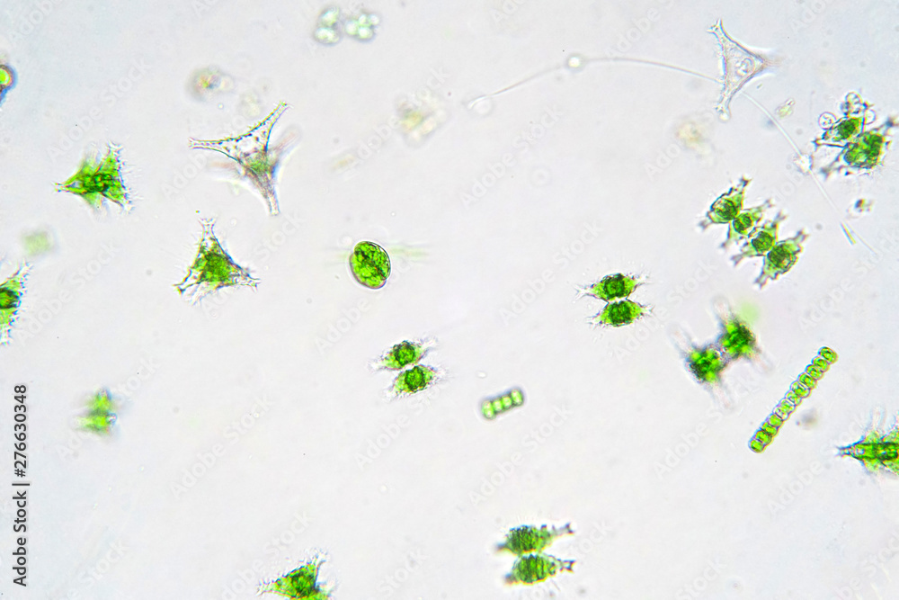 freshwater phytoplankton