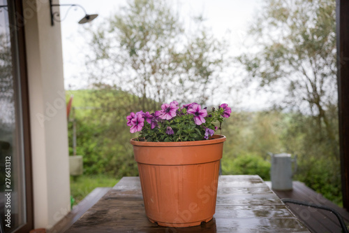 Brown pot with a purple flower stands on the windowsill