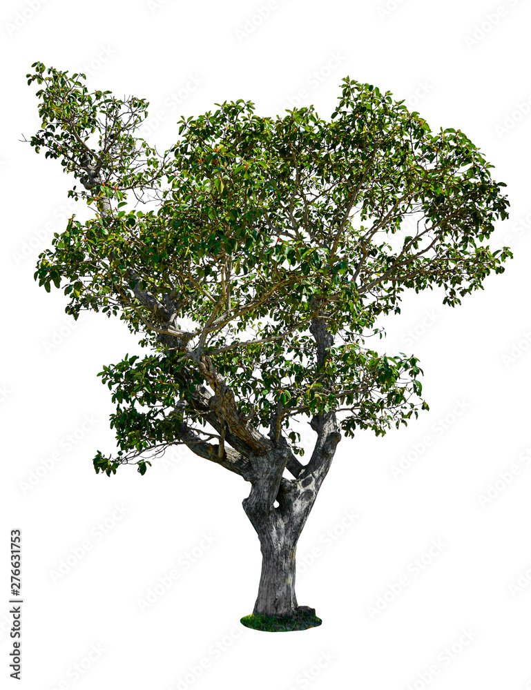 Obraz premium Isolated tree on white background with clipping path.