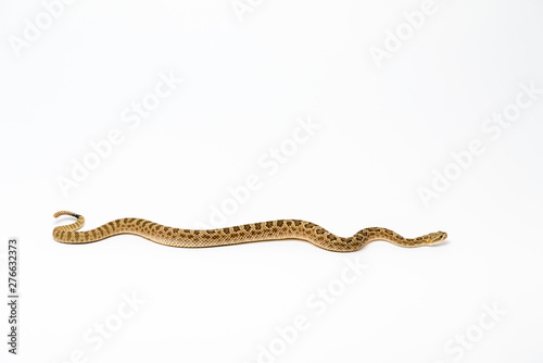 Принти на полотні Crotalus viridis nuntius - Hopi Rattlesnake isloated on white background