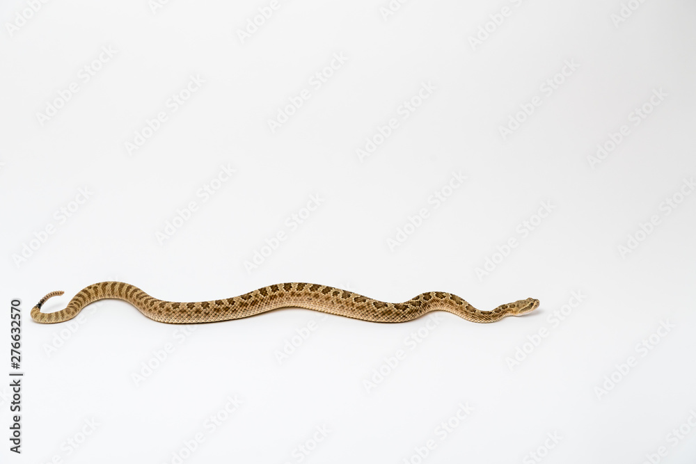 Crotalus viridis nuntius - Hopi Rattlesnake isloated on white background Crotalus viridis nuntius - Hopi Rattlesnake isloated on white background