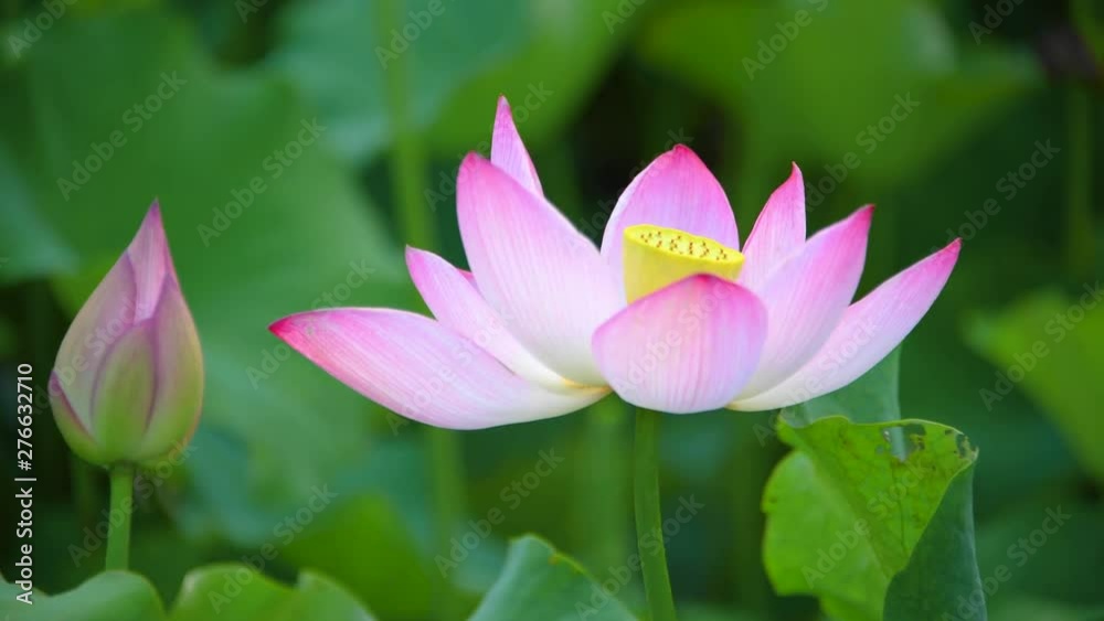Summer lotus swaying in the wind Summer lotus swaying in the wind