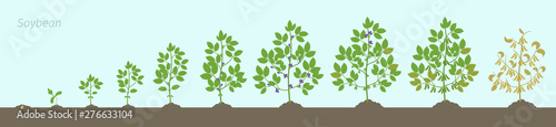 Growth stages of Soybean plant. Soya bean phases set ripening period. Glycine max life cycle, animation progression In the soil.