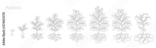 Crop stages of potatoes plant. Harvest potato growth animation progression. Outline contour vector illustration.