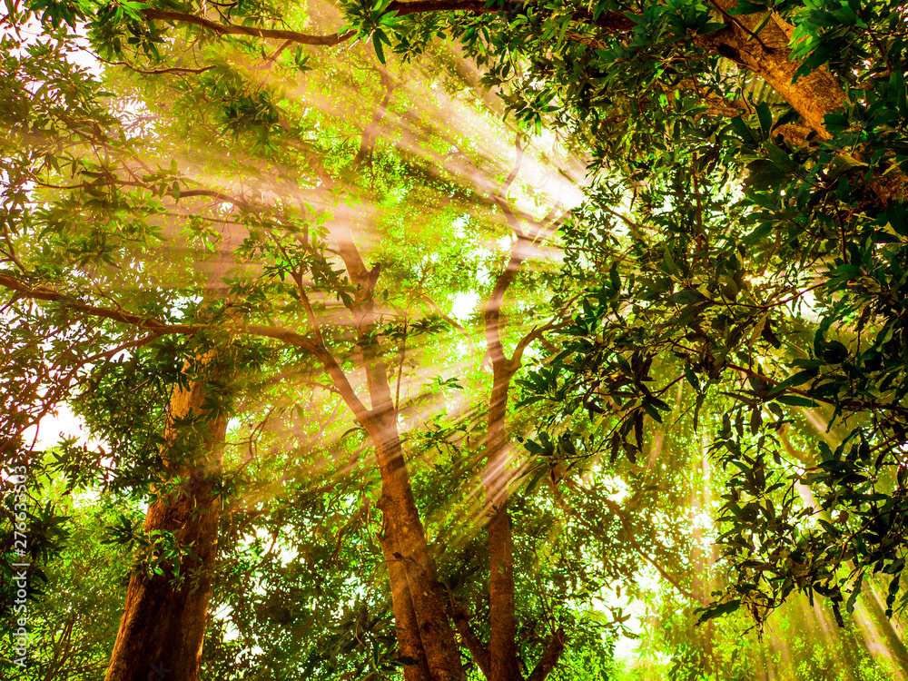 Fototapeta premium Morning sunlight Shining through the big green trees in the forest